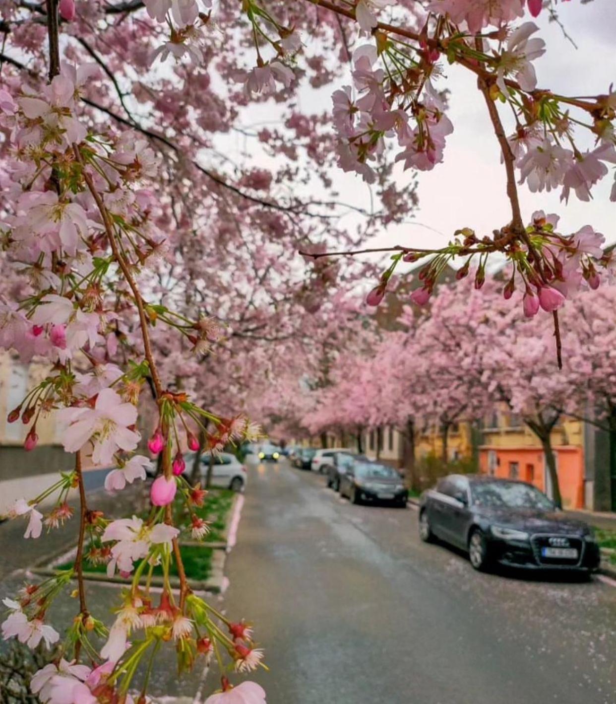 The Residence Of Silver Sky House Timisoara Esterno foto